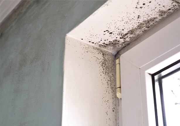 Mould Left Untreated Can Lead To